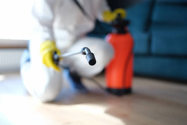 Best Attic Mold Removal  in Lake San Marcos, CA