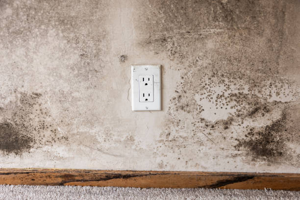 Best Industrial Mold Remediation  in Lake San Marcos, CA