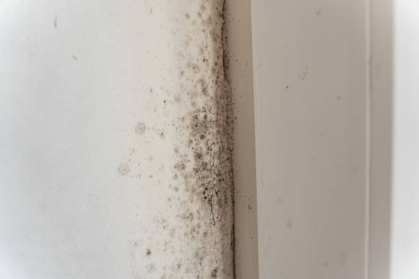 Best Asbestos and Lead Testing During Mold Inspection  in Lake San Marcos, CA